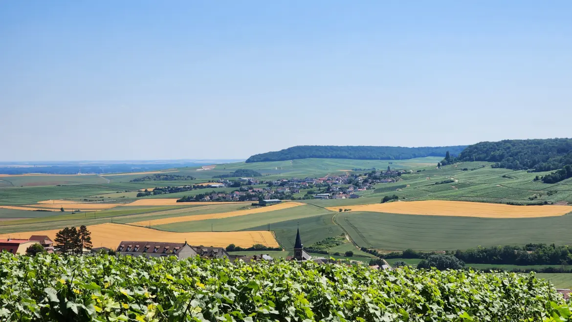Champagne Wine Region