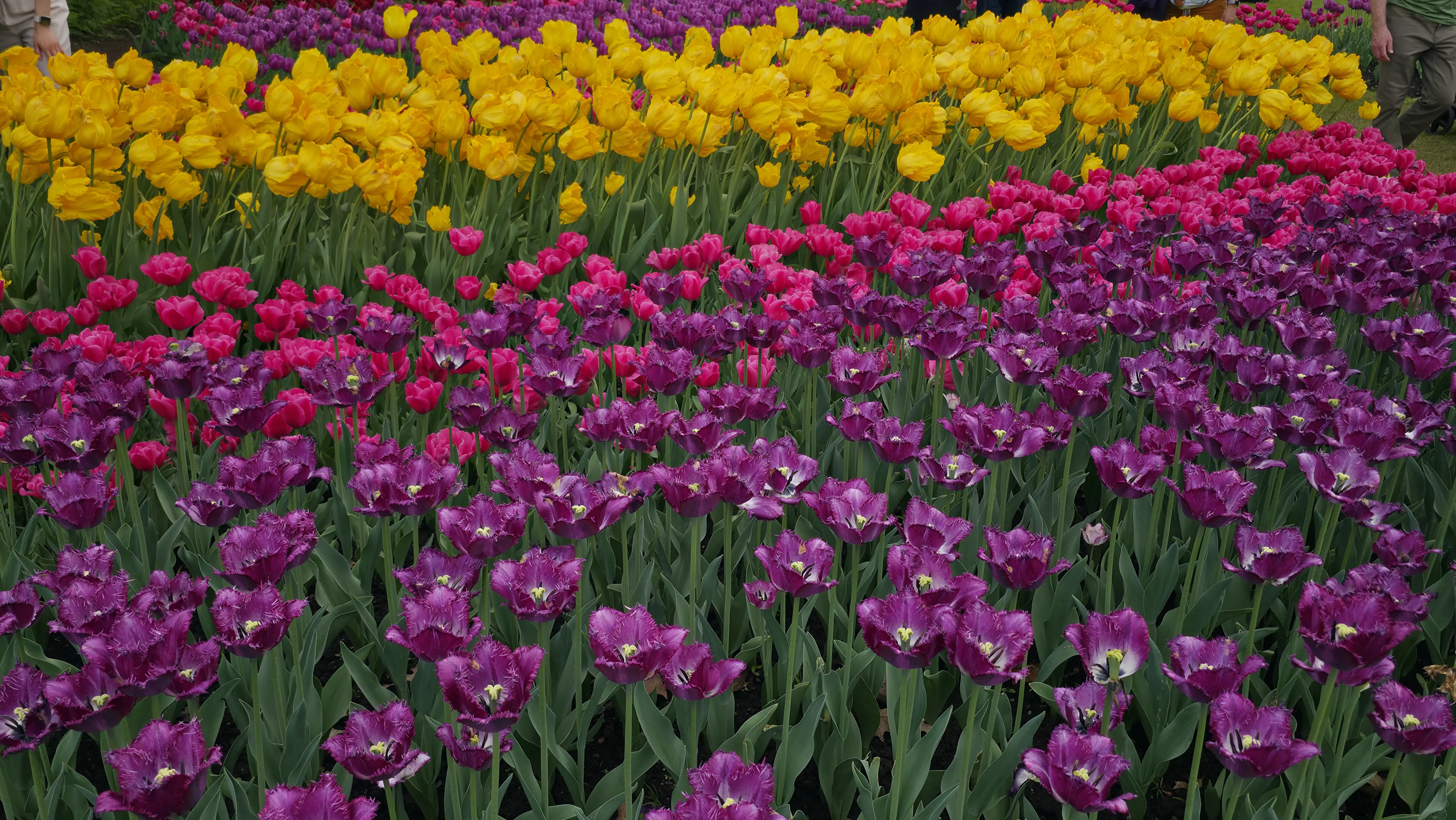 Canadian Tulip Festival, Ottawa, Canada