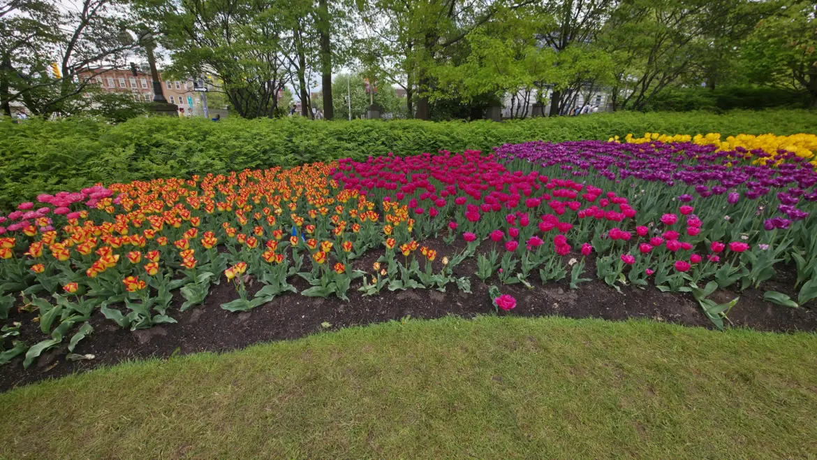 Canadian Tulip Festival, Ottawa, Canada