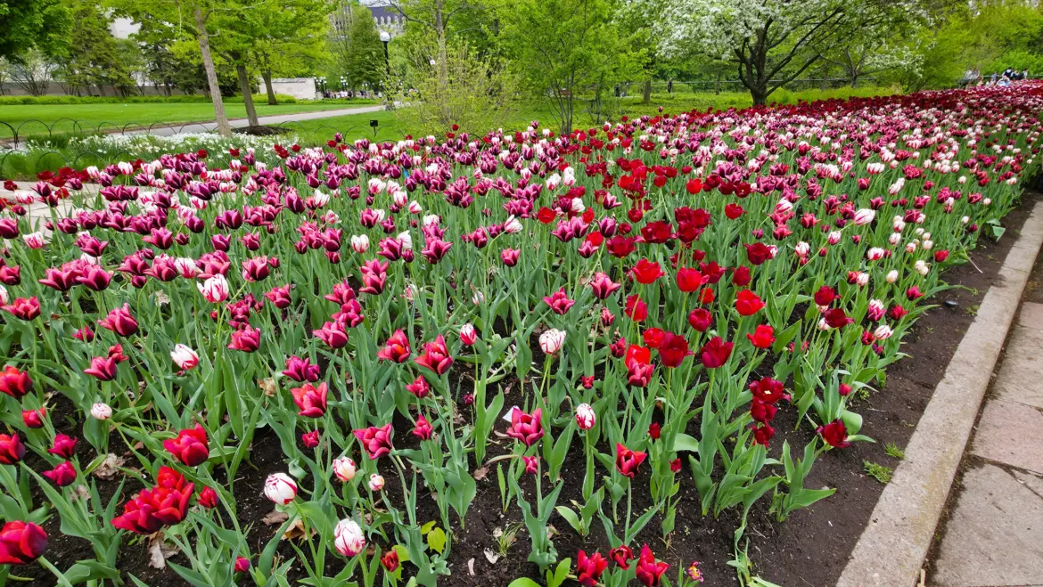 Canadian Tulip Festival, Ottawa, Canada
