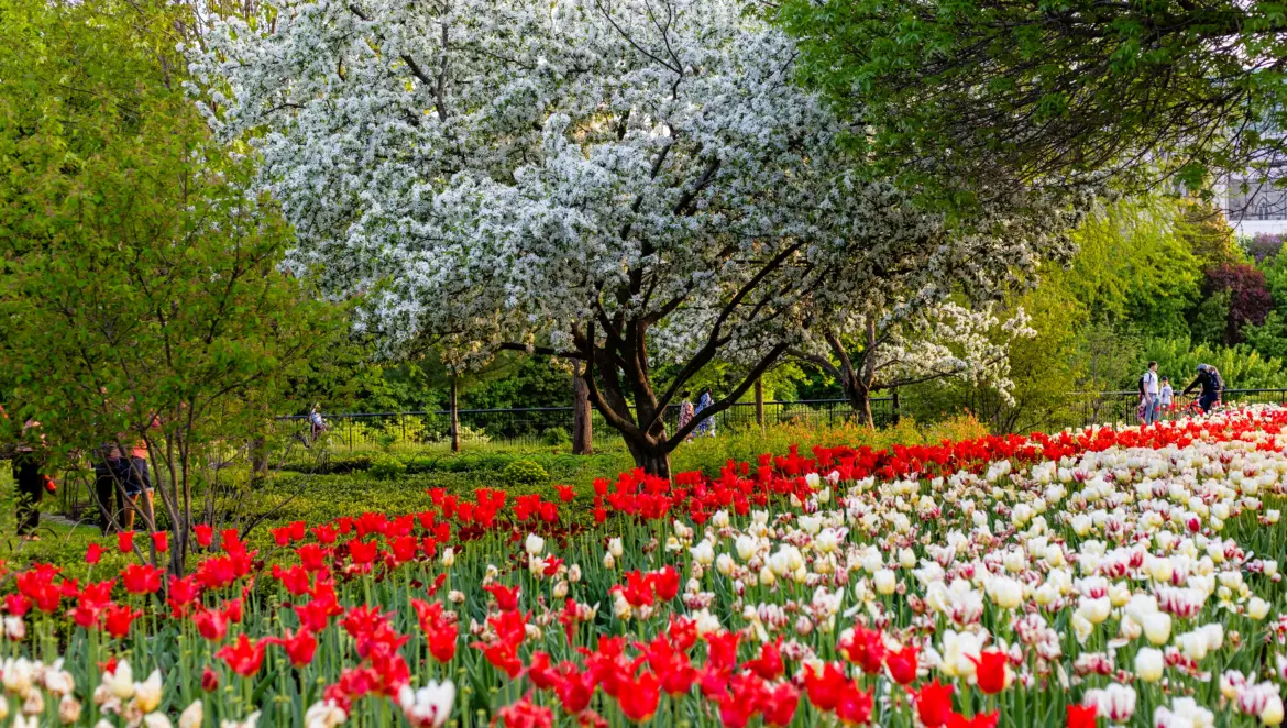 Canadian Tulip Festival, Ottawa, Canada