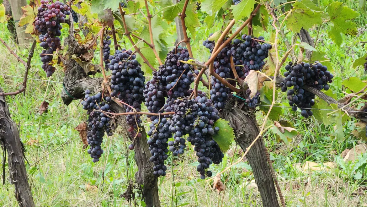 Sangiovese grapes, Chianti Region, Tuscany