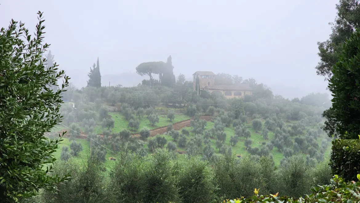 Vineyards, Villa Poggio Torselli, Tuscany