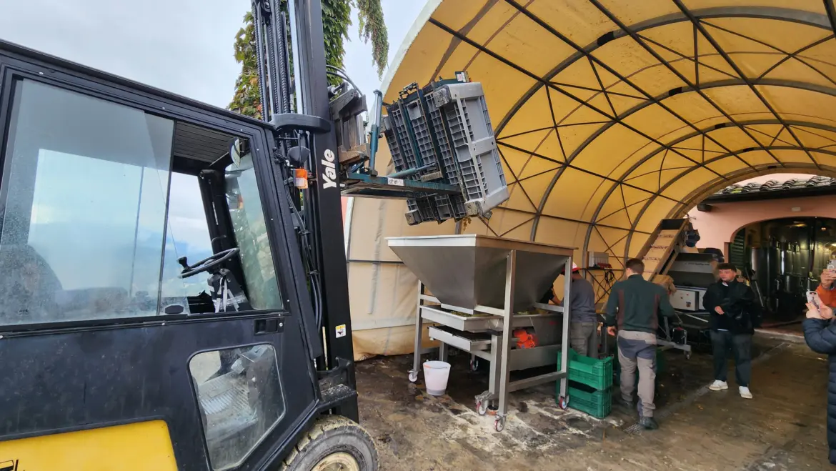 Winemaking process, Villa Poggio Torselli, Tuscany