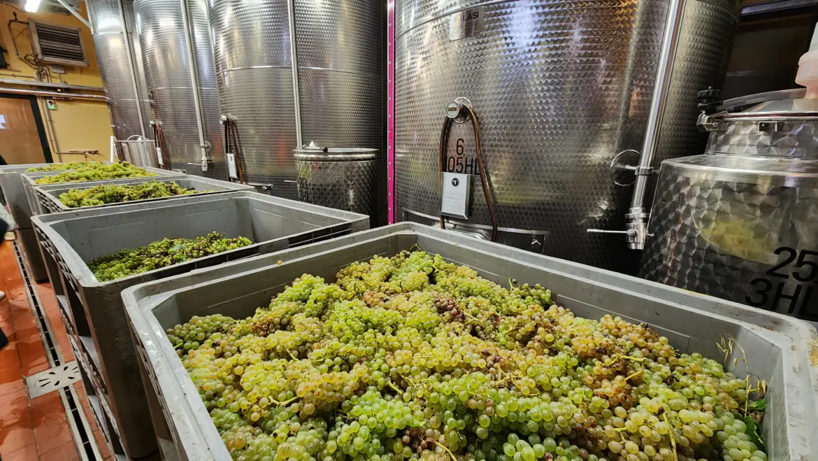 Winemaking process, Villa Poggio Torselli, Tuscany