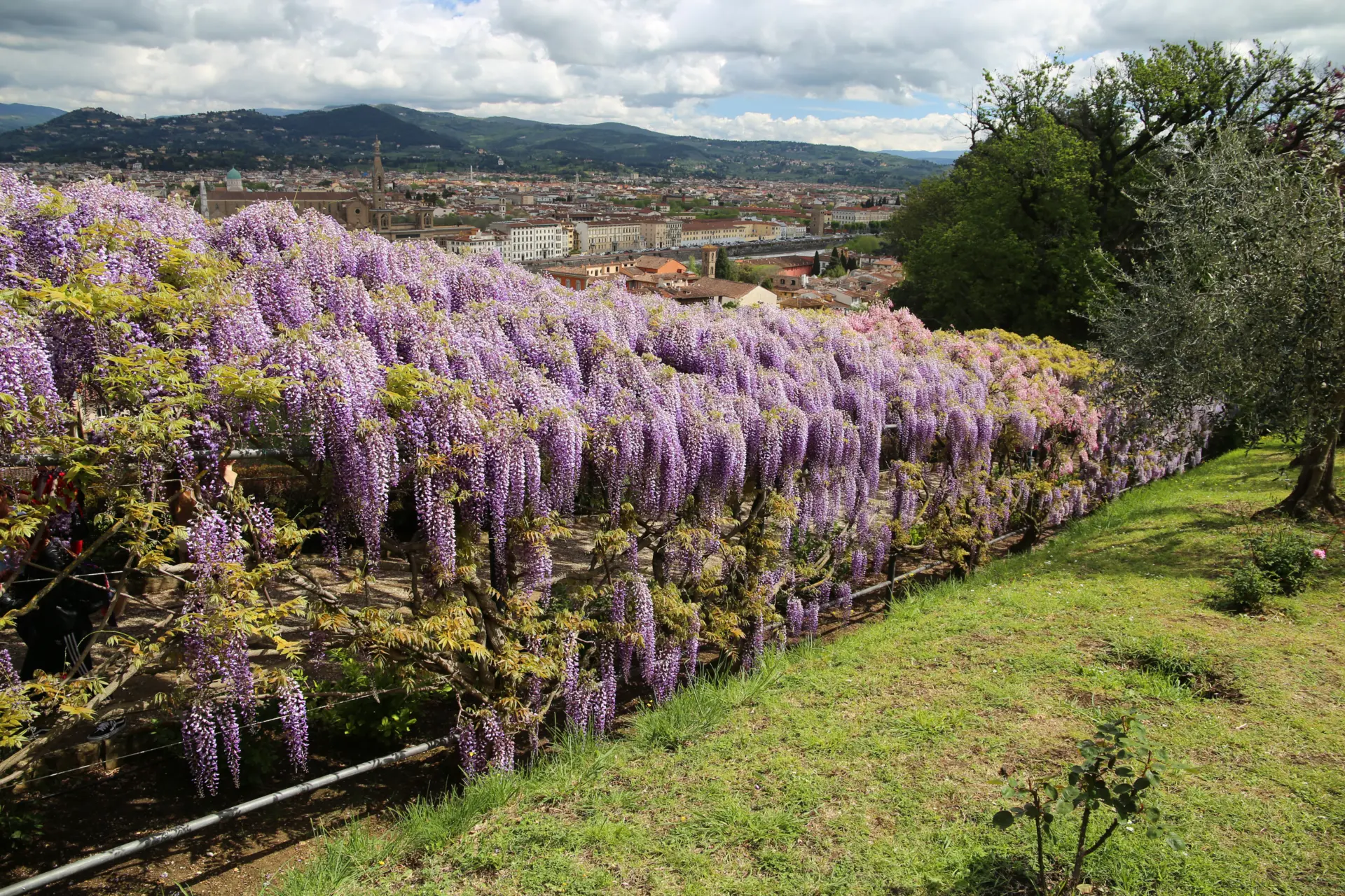 Wisteria Gallery, Bardini Gardens, Florence