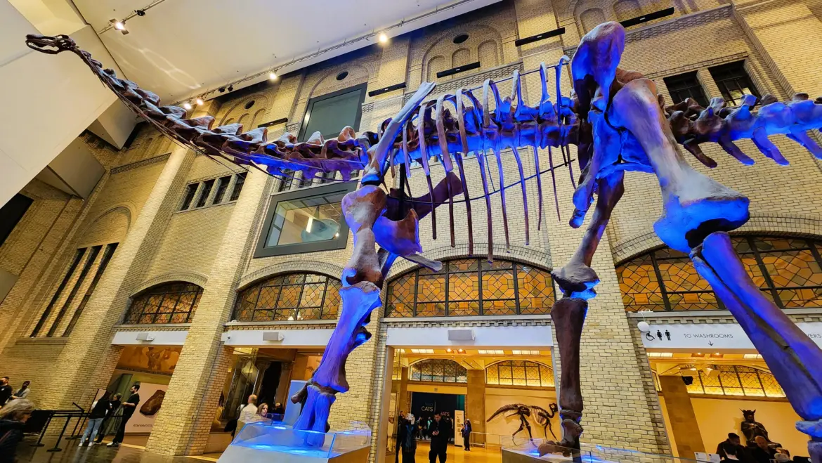A replica skeleton of Futalognkosaurus, Royal Ontario Museum (ROM), Toronto, Canada