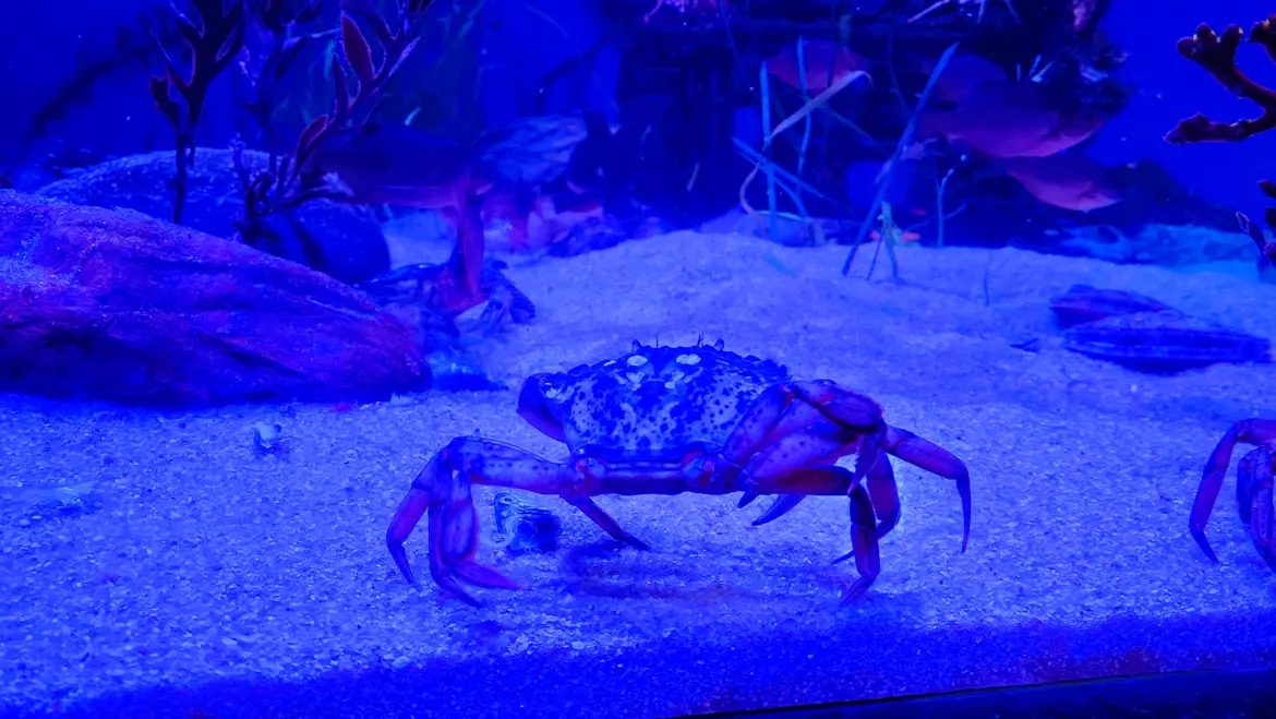 Ripley’s Aquarium, Toronto, Canada