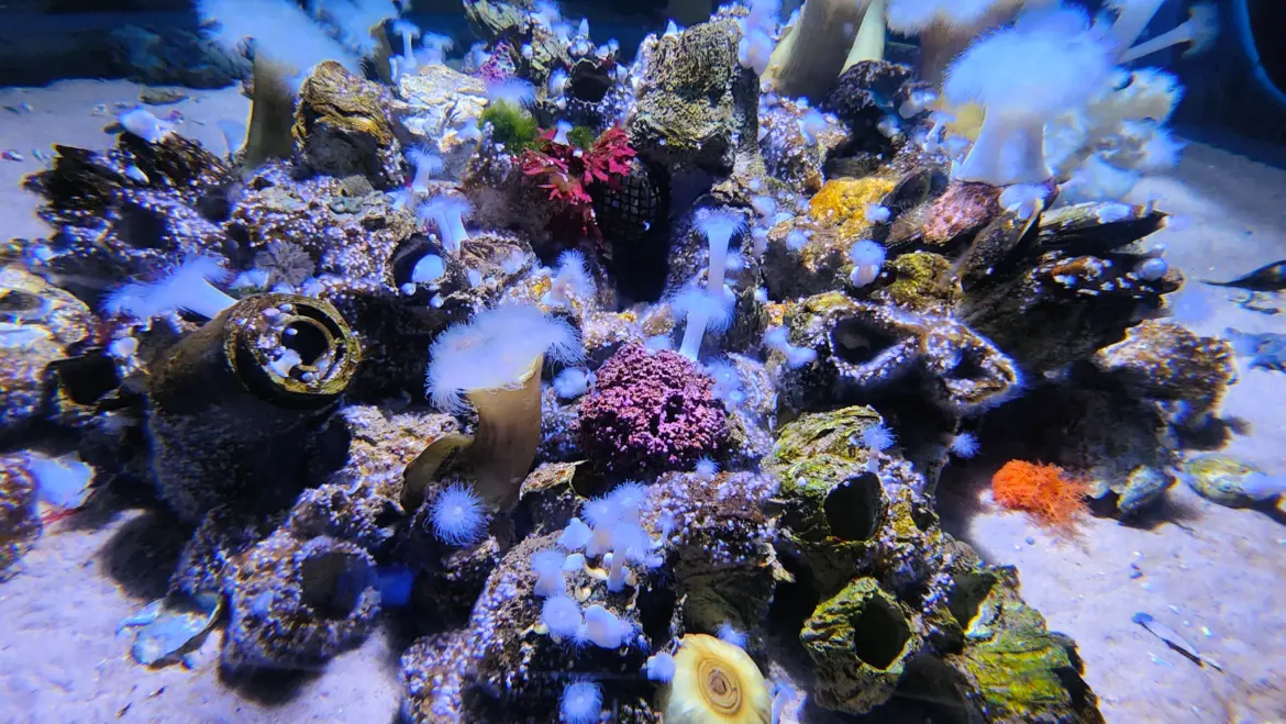 Rainbow Reef, Ripley’s Aquarium, Toronto, Canada