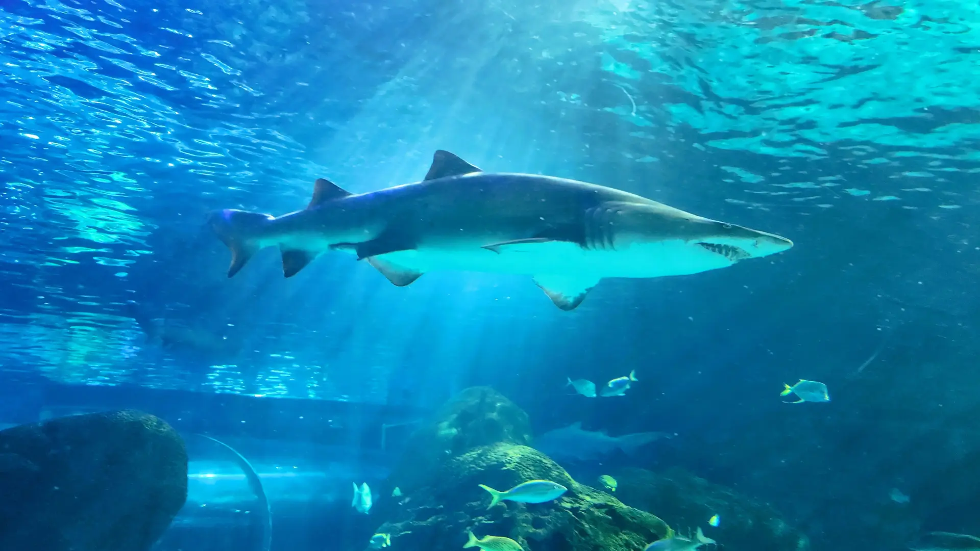 Dangerous Lagoon, Ripley’s Aquarium, Toronto, Canada