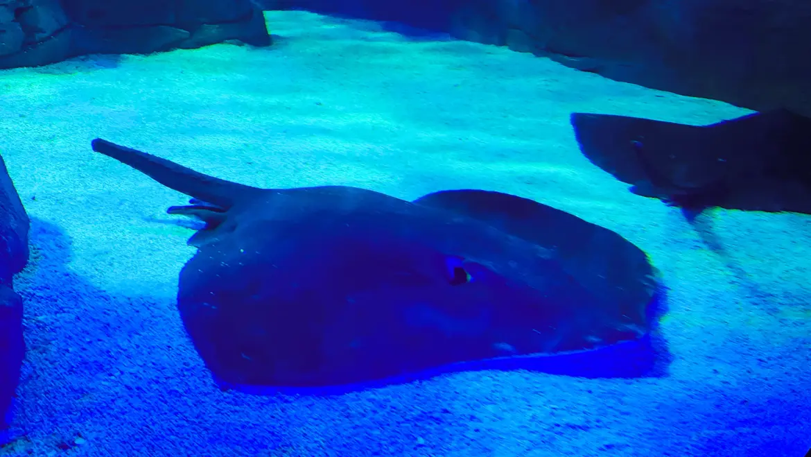 Stingray, Ripley’s Aquarium, Toronto, Canada