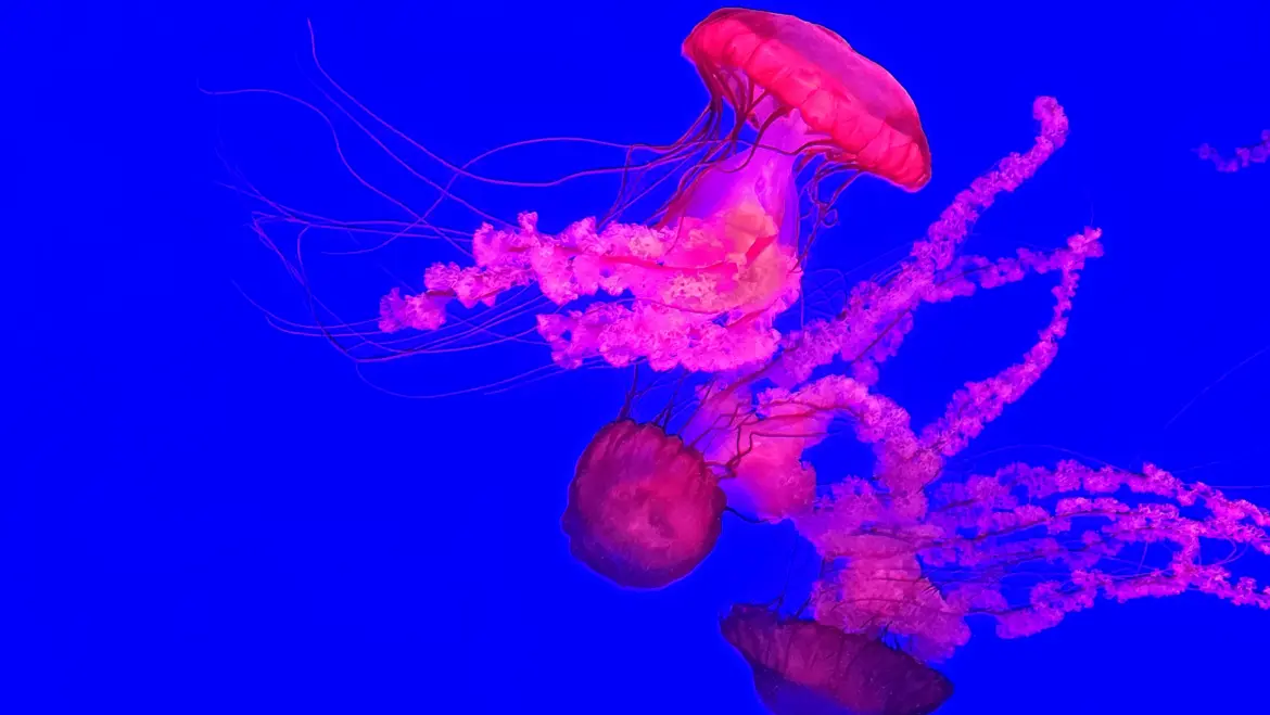 Planet Jellies, Ripley’s Aquarium, Toronto, Canada