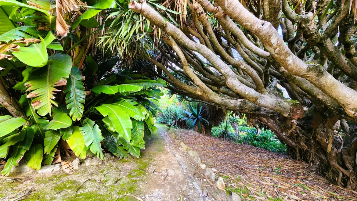 The Botanical Garden of Lisbon, Portugal