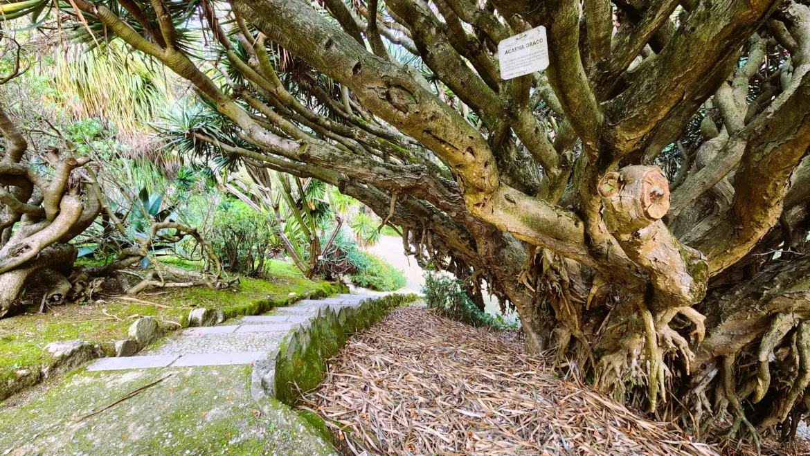 The Botanical Garden of Lisbon, Portugal