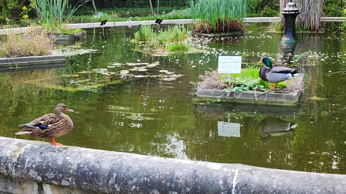 The Botanical Garden of Lisbon, Portugal