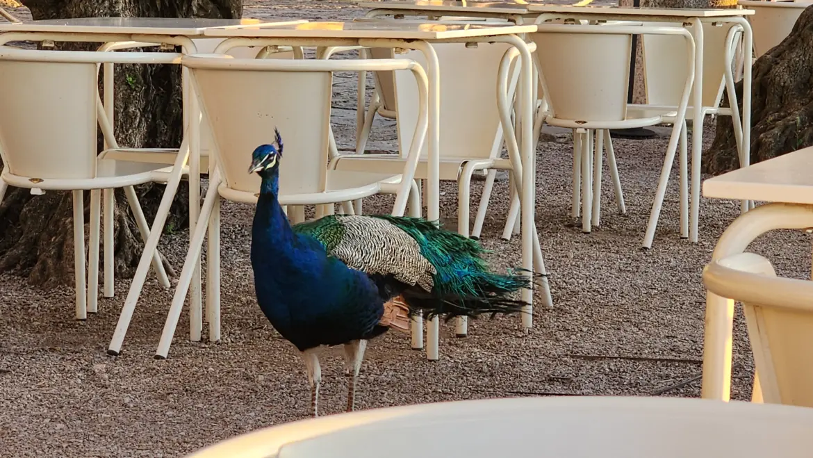 Peacock encounter at Lovely Castelo, Lisbon, Portugal