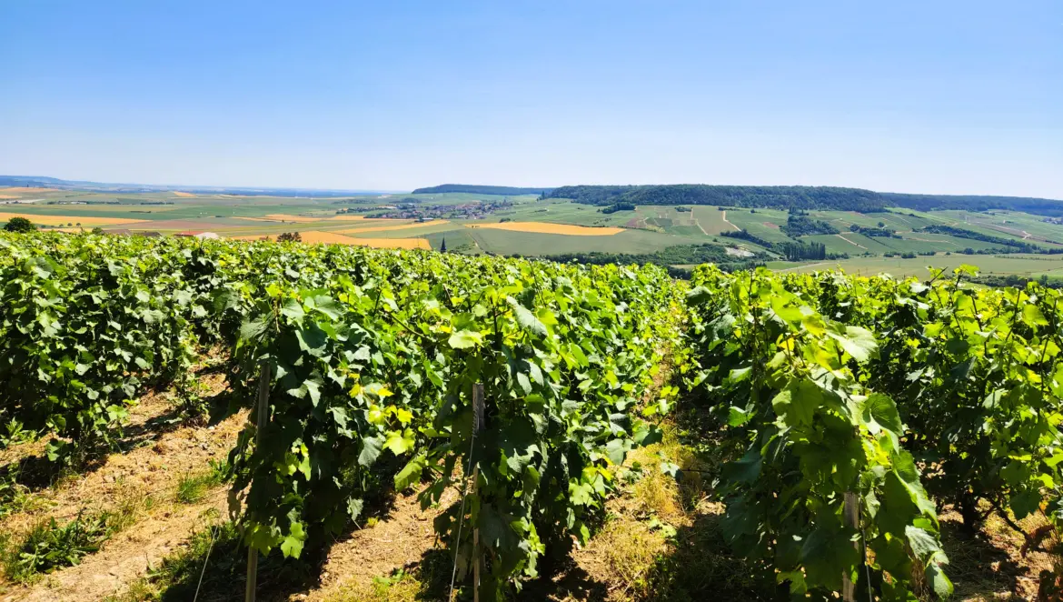 Vineyards in Épernay, France