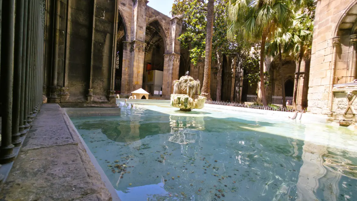 White geese, Barcelona Cathedral cloister, Barcelona, Spain
