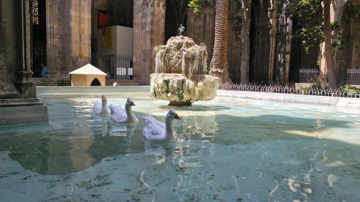 Geese in the cloister, Barcelona Cathedral, Barcelona, Spain