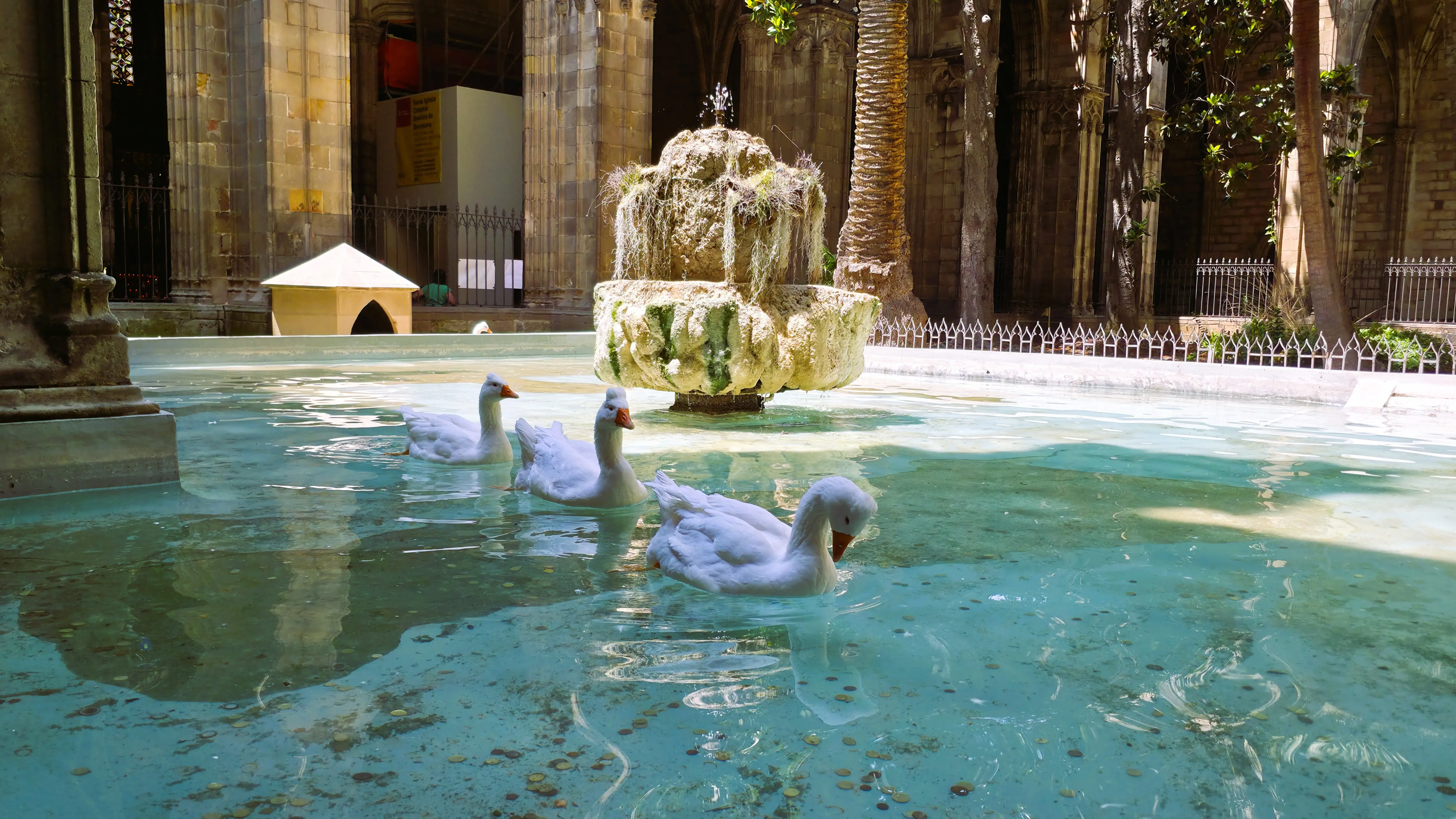 White geese, Barcelona Cathedral cloister, Barcelona, Spain