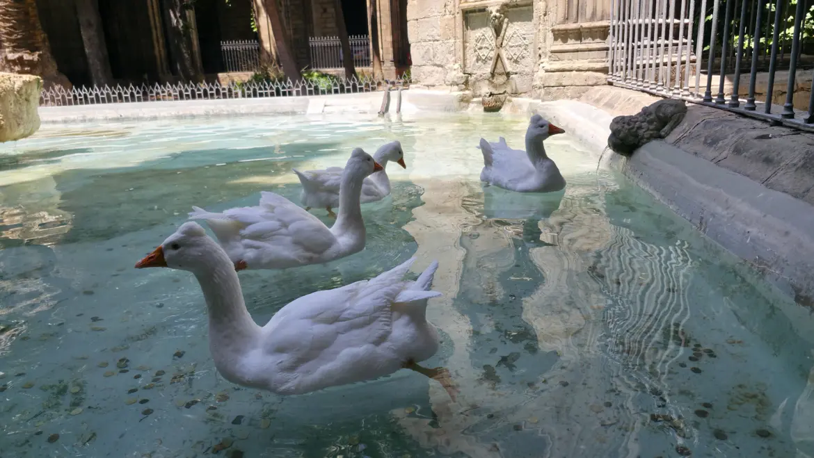 White geese, Barcelona Cathedral cloister, Barcelona, Spain