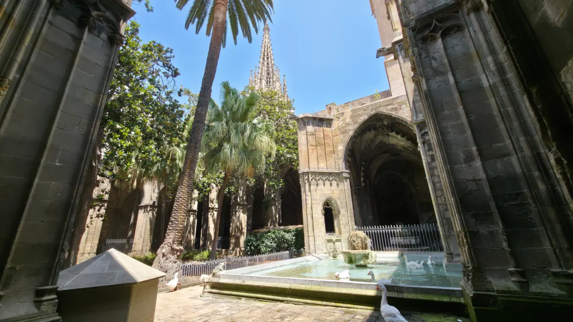 White geese, Barcelona Cathedral cloister, Barcelona, Spain