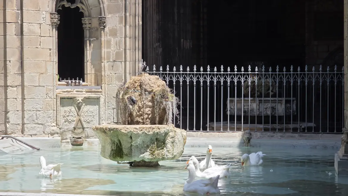 White geese, Barcelona Cathedral cloister, Barcelona, Spain