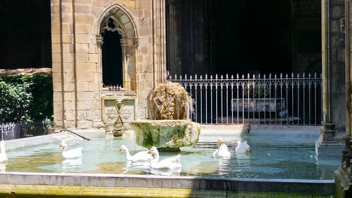 Geese in the cloister, Barcelona Cathedral, Barcelona, Spain