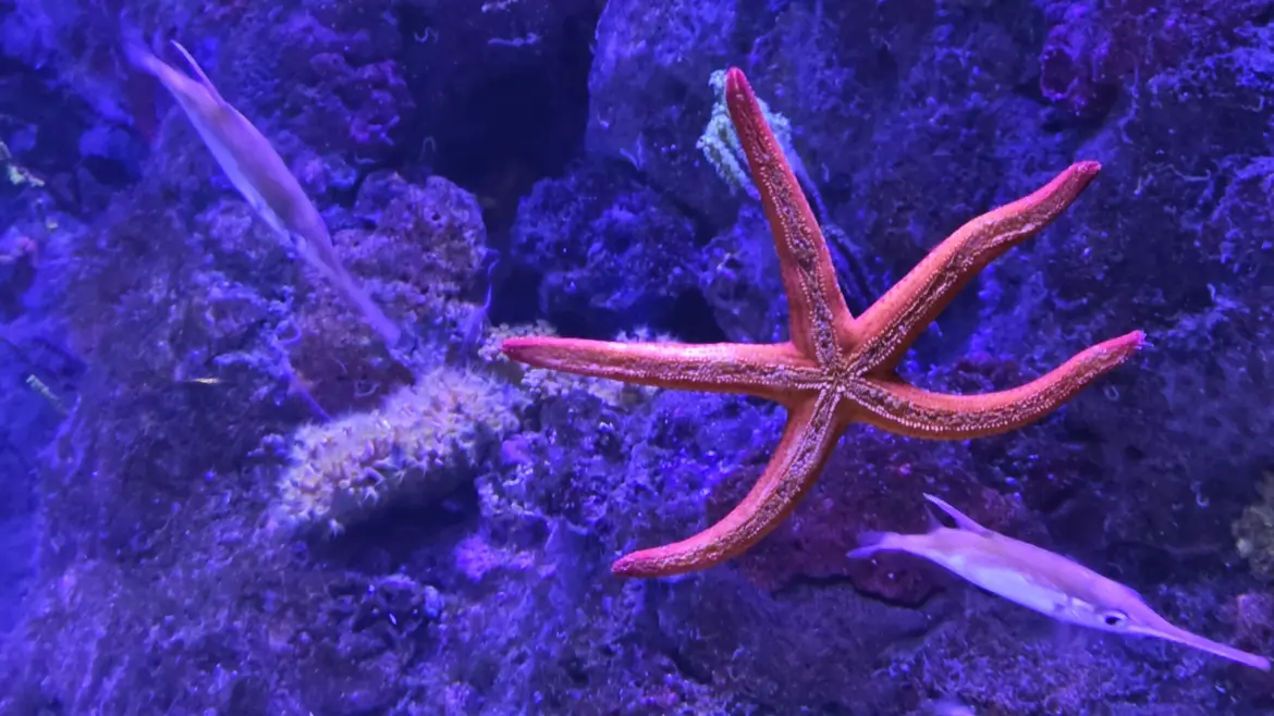 Red starfish, The Aquarium of Barcelona (L’Aquàrium de Barcelona), Port Vell, Barcelona, Spain