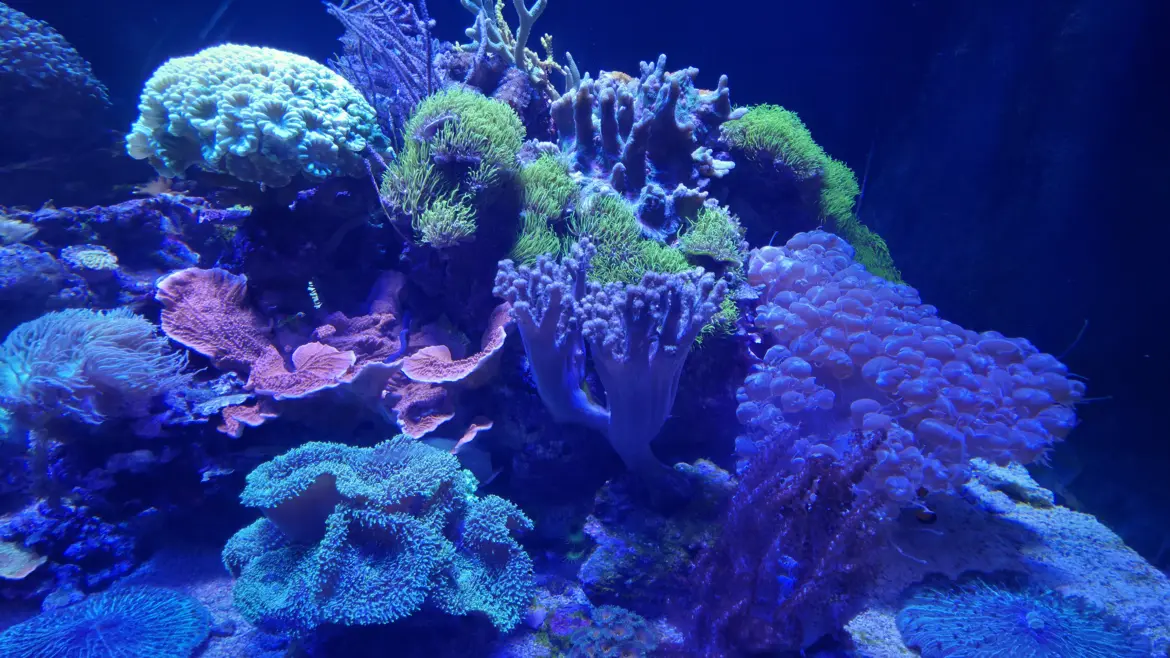 Tropical corals, The Aquarium of Barcelona (L’Aquàrium de Barcelona), Port Vell, Barcelona, Spain
