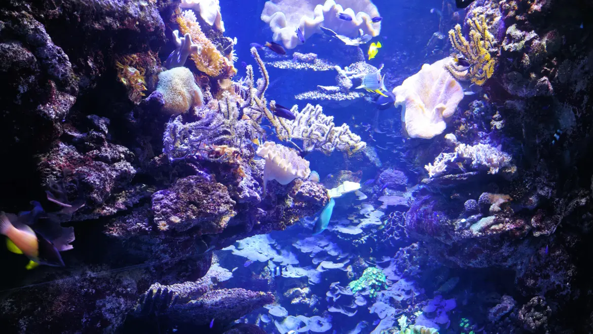 The Aquarium of Barcelona (L’Aquàrium de Barcelona), Port Vell, Barcelona, Spain The Aquarium of Barcelona (L’Aquàrium de Barcelona), Port Vell, Barcelona, Spain