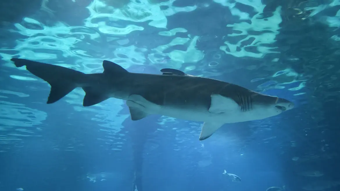 The Oceanarium, The Aquarium of Barcelona (L’Aquàrium de Barcelona), Port Vell, Barcelona, Spain