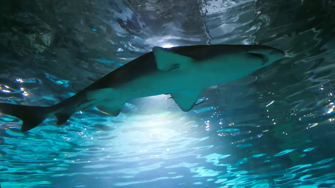Shark, The Aquarium of Barcelona (L’Aquàrium de Barcelona), Port Vell, Barcelona, Spain