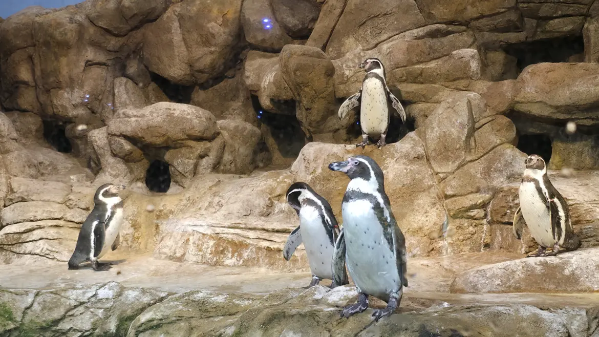 Penguins, The Aquarium of Barcelona (L’Aquàrium de Barcelona), Port Vell, Barcelona, Spain