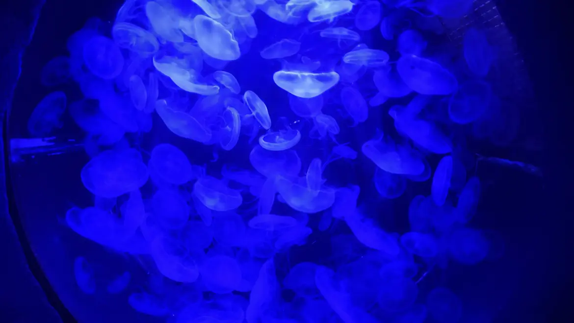 Jellyfish, The Aquarium of Barcelona (L’Aquàrium de Barcelona), Port Vell, Barcelona, Spain