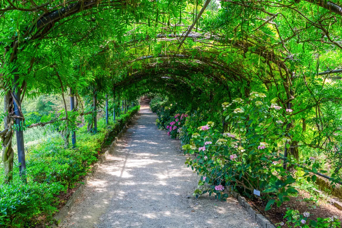 The wisteria pergola pathway at Giardino Bardini in Florence with green vines arching over a stone path and hydrangeas blooming