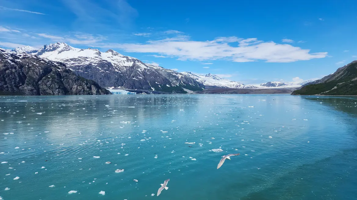 Seagulls flying over blue glacial waters with a glacier and mountains in Glacier Bay National Park, Alaska