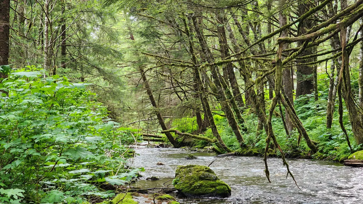Gold Creek flowing through dense rainforest near the Salmon Bake in Juneau, Alaska