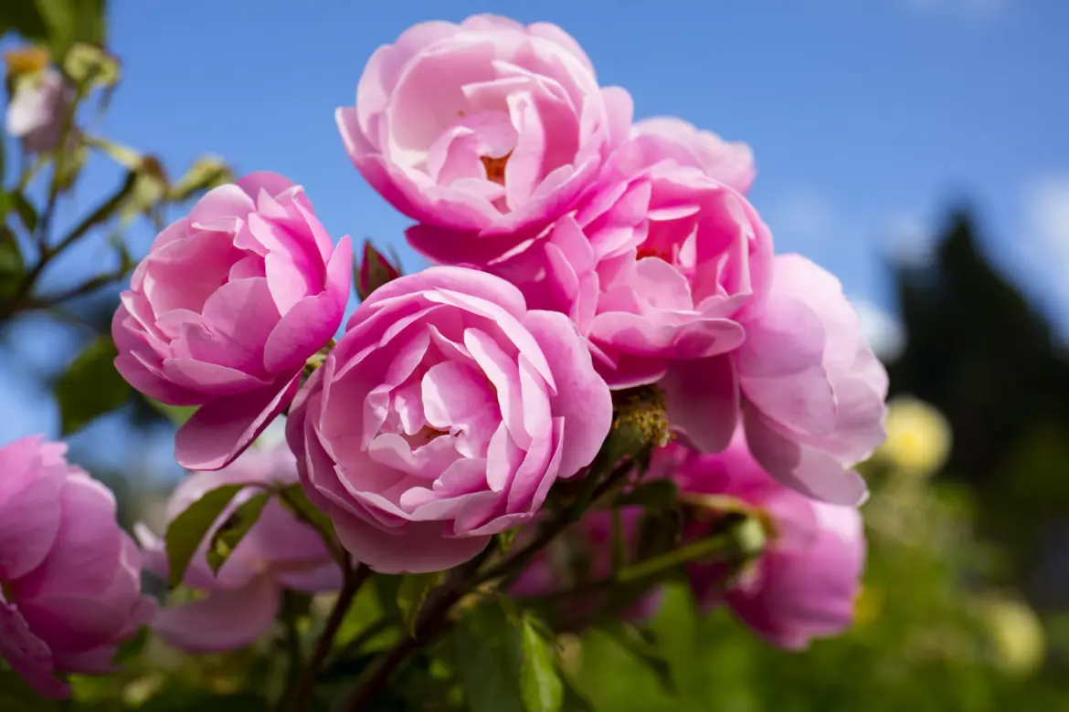 Delicate pink roses in full bloom at Giardino delle Rose in Florence, with soft blue sky and garden greenery in the background