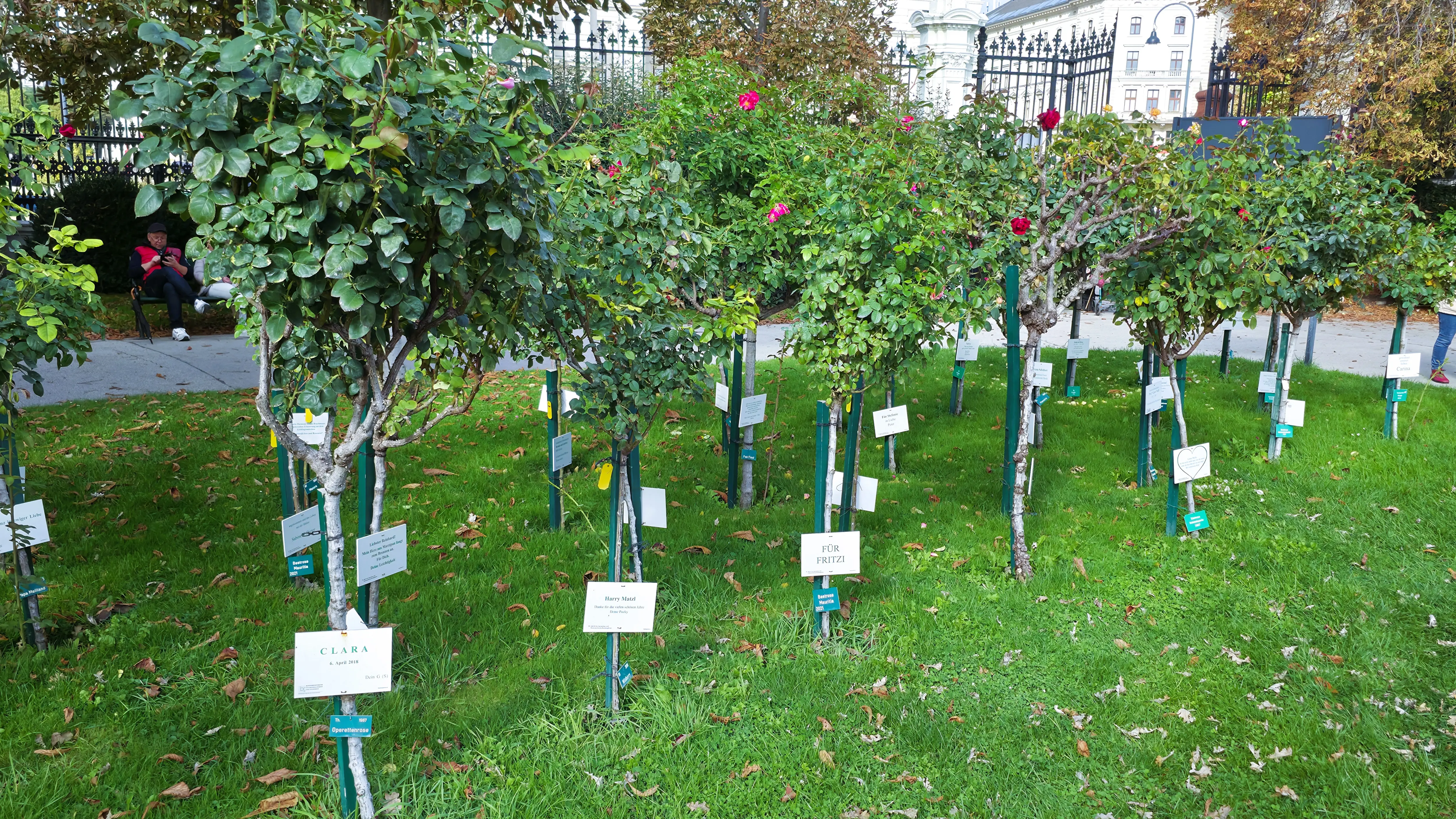 Sponsored roses Volksgarten Vienna Austria garden maintained rose beds tradition community-supported preservation diversity care discreet programs sustain public beauty