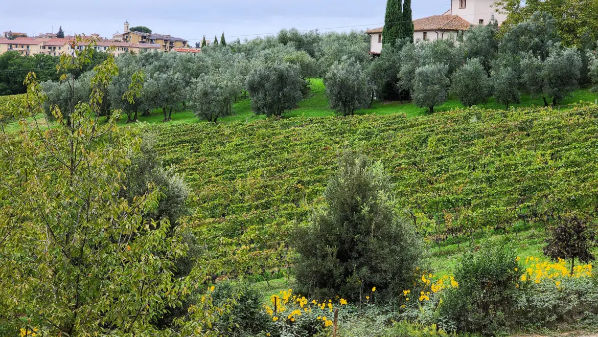 Vineyards stretching across rolling Tuscan hills at Villa Le Corti in the Chianti region, capturing the timeless beauty of wine country