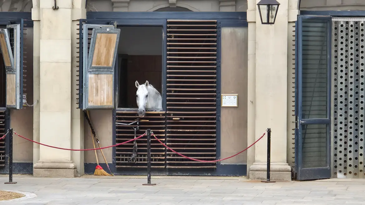 Lipizzaner horse looking out from a stall at the Spanish Riding School stables in Vienna