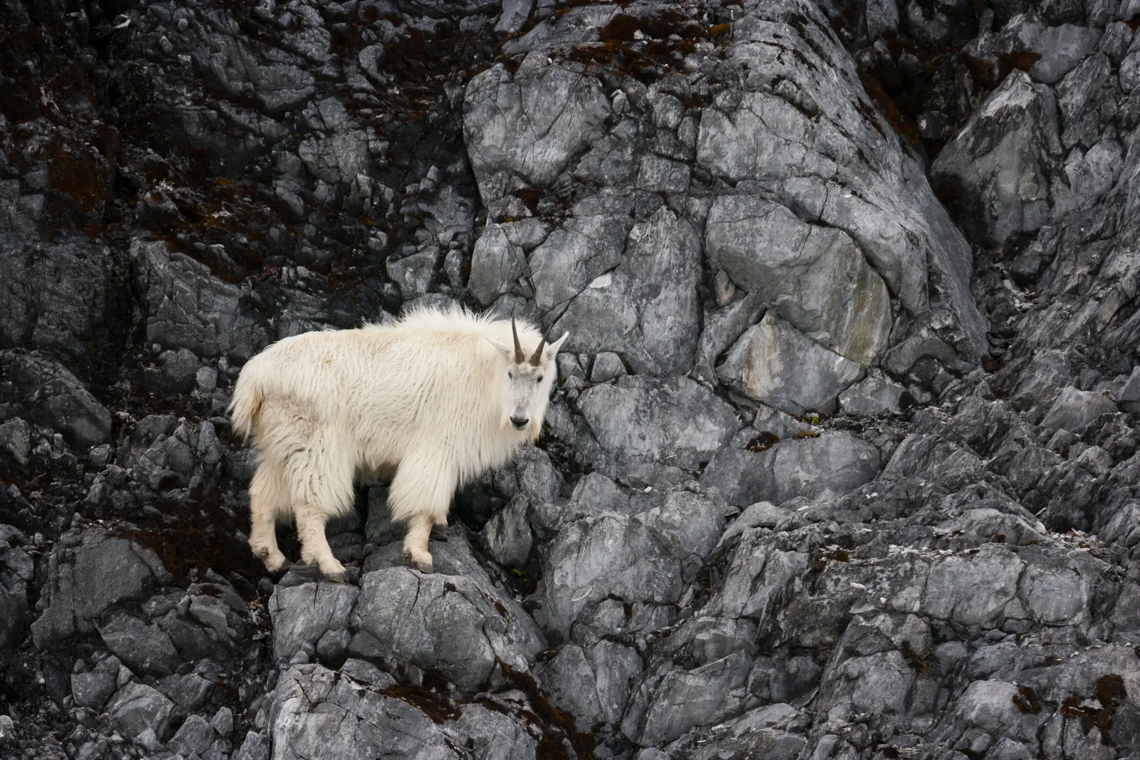 A mountain goat navigating steep rocky cliffs in Glacier Bay National Park and Preserve, Alaska