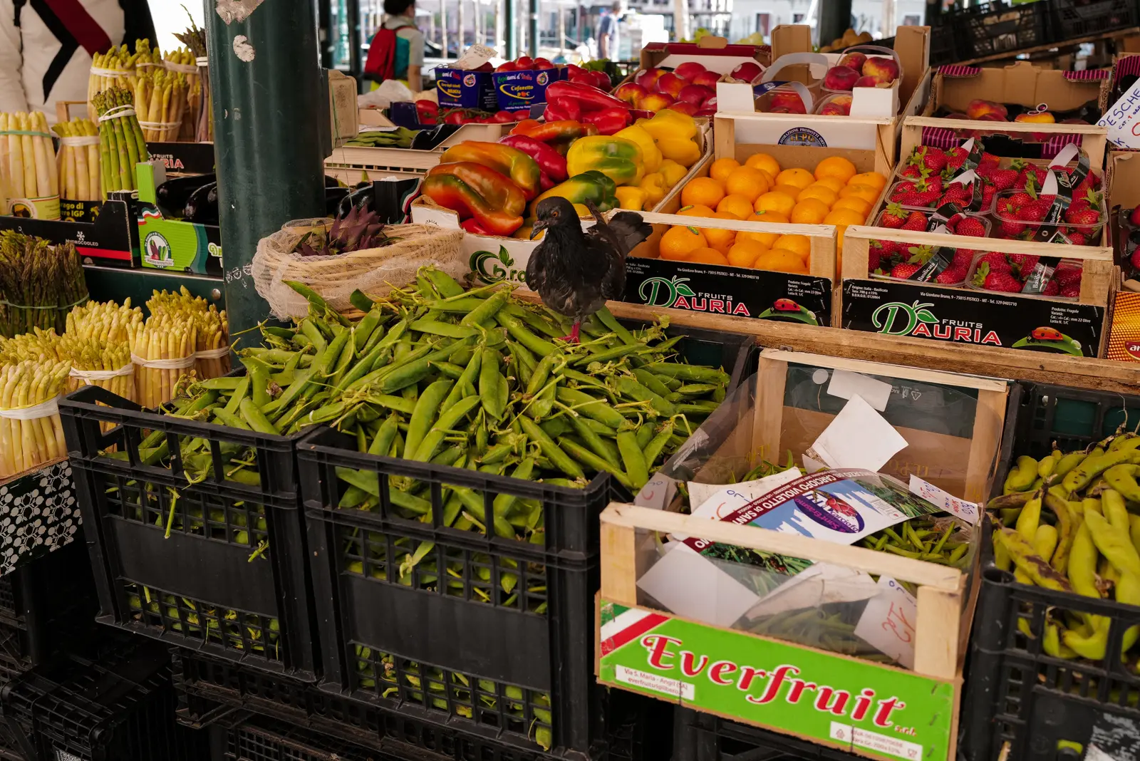 A pigeon perched among colorful crates of fresh peas, peppers, and fruit at the Rialto Market in Venice