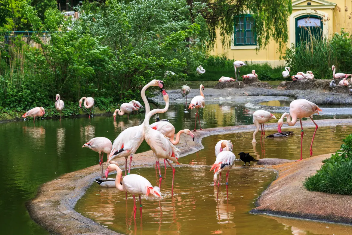 Flamingos at Tiergarten Schönbrunn, the world’s oldest continuously operating zoo located on the grounds of Schönbrunn Palace in Vienna