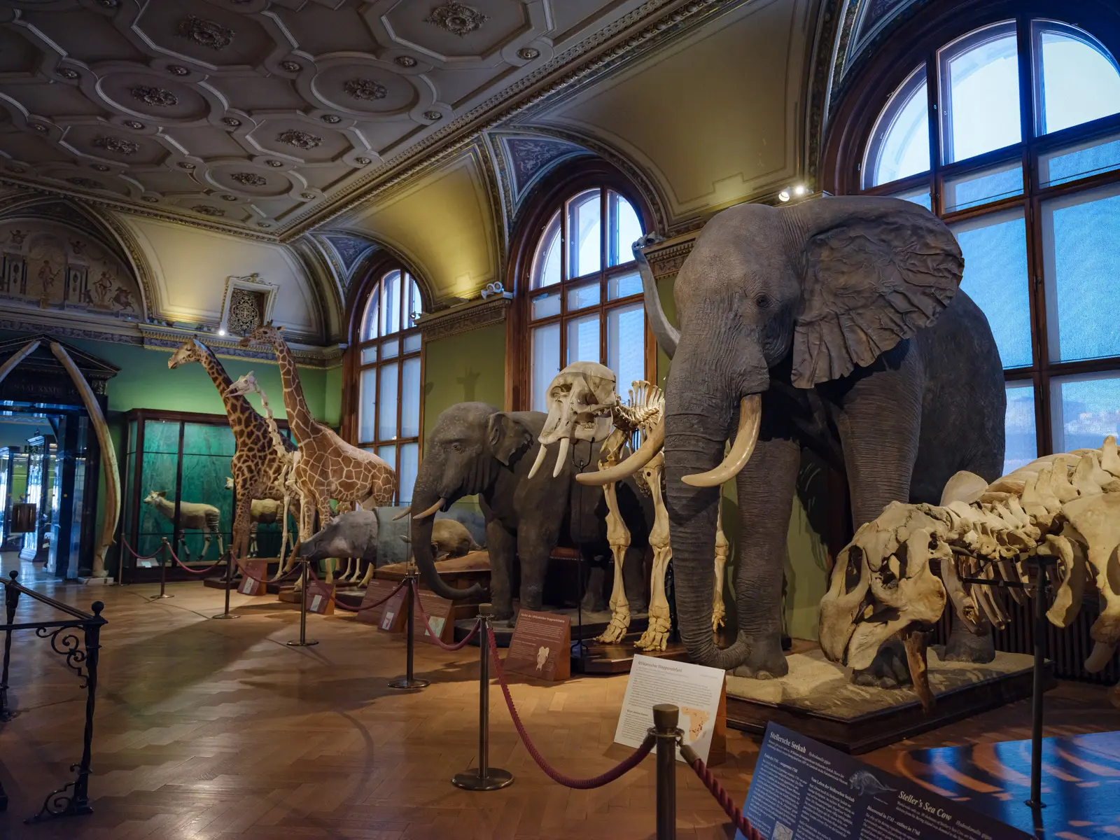 A corridor inside the Naturhistorisches Museum Wien with historic glass display cases filled with taxidermy specimens