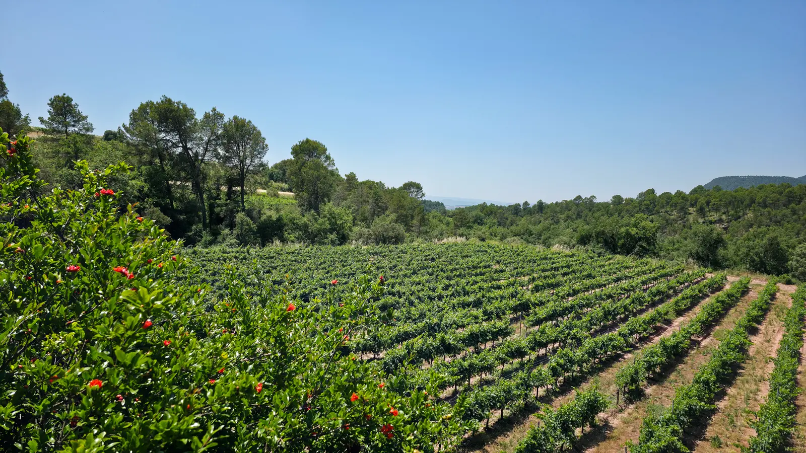 Vineyard terraces stretching across the Pla de Bages at Abadal Winery, with Mediterranean forest framing the horizon and dry-stone walls marking the boundaries of centuries-old parcels