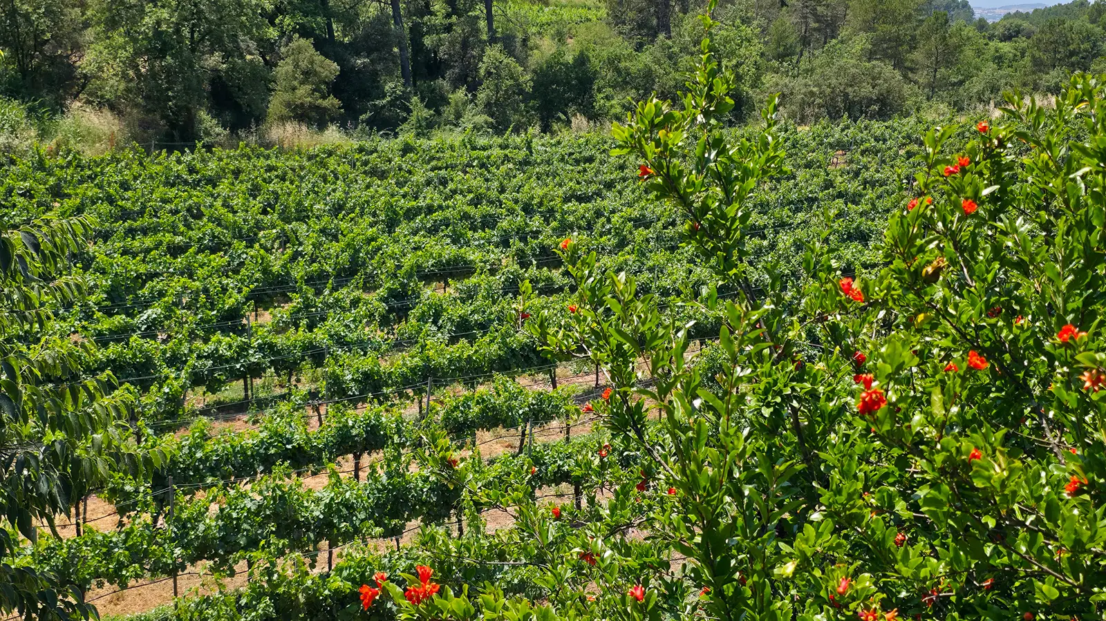 Close view of vineyard rows at Abadal Winery in the Pla de Bages, where ancient indigenous Catalan varieties Picapoll and Mandó are preserved and celebrated on limestone-rich clay soils