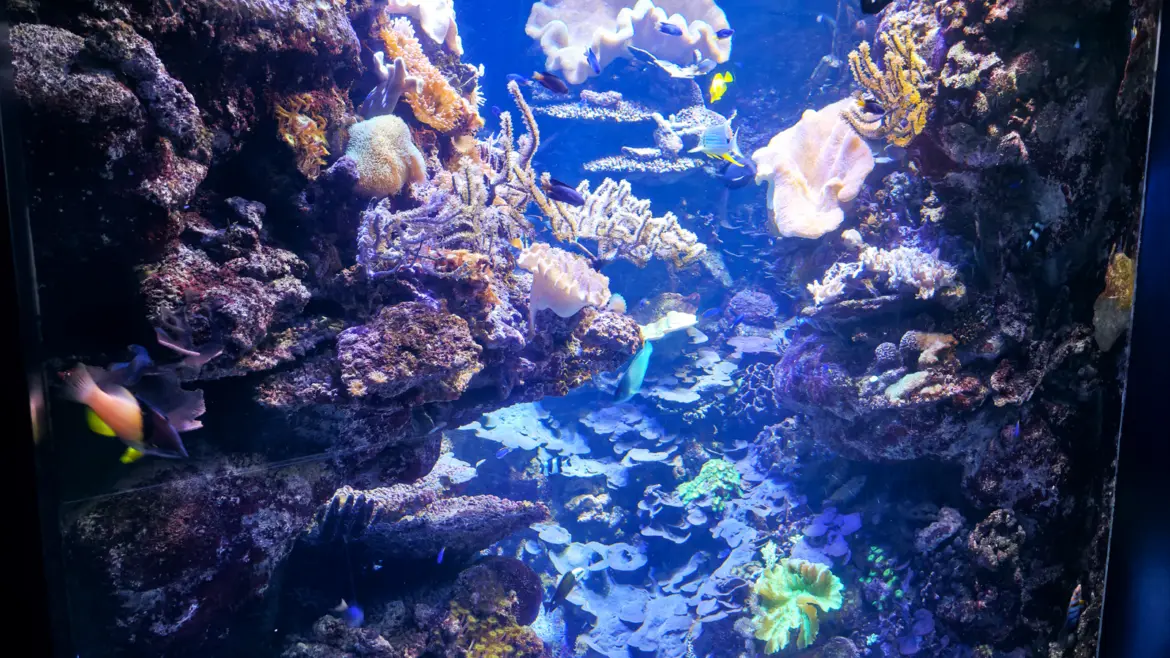 Tropical reef tank at L'Aquàrium de Barcelona showing soft corals gorgonians and reef fish in blue-lit water