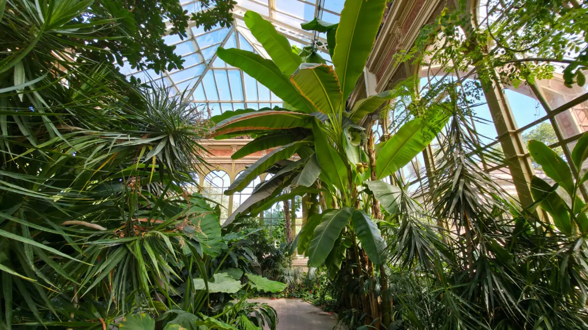 Inside the Hivernacle greenhouse in Parc de la Ciutadella, Barcelona, looking up through lush tropical plants — palms, banana leaves, and ferns reaching toward the soaring iron-and-glass roof flooded with golden light